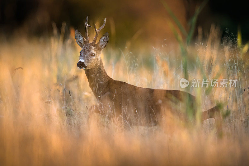 狍子（Capreolus capreolus）